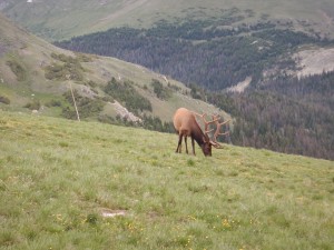 The majestic elk, grazing on the side of Huffer's Hill